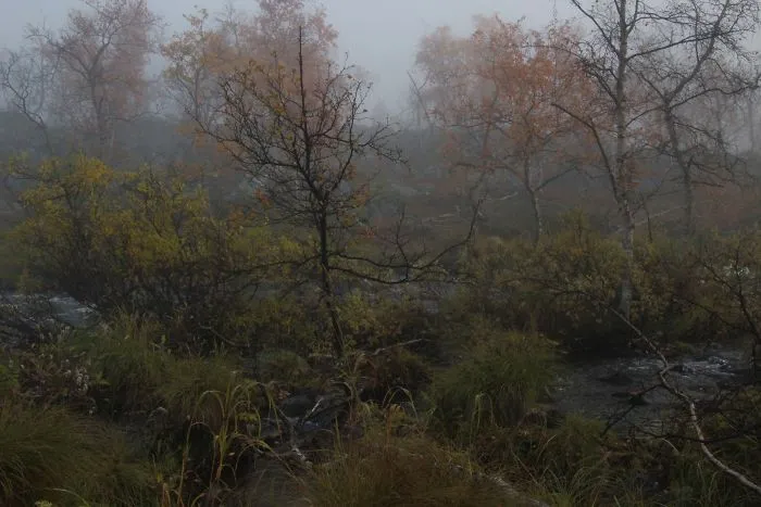 Fog
