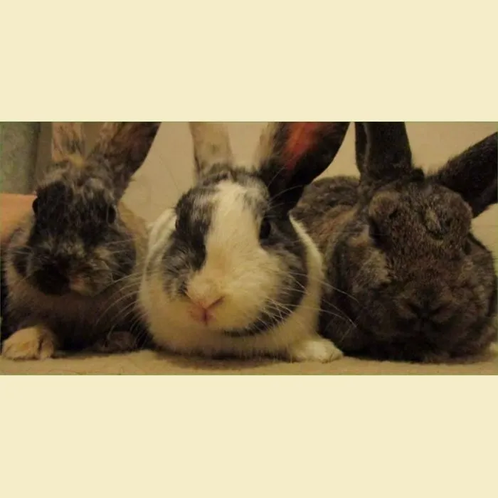 The Only Time The 3 Of Them Have Stood Still Long Enough To Be Able To Get A Picture.
