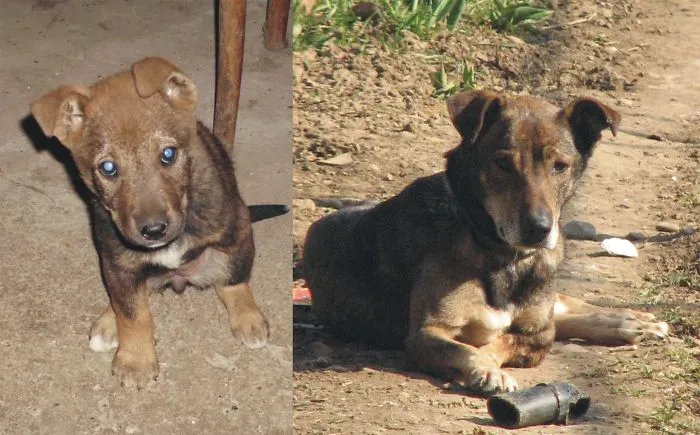 Our 3-Legged Doggie On The Day We Took Her Home And Today, 8 Years Later.