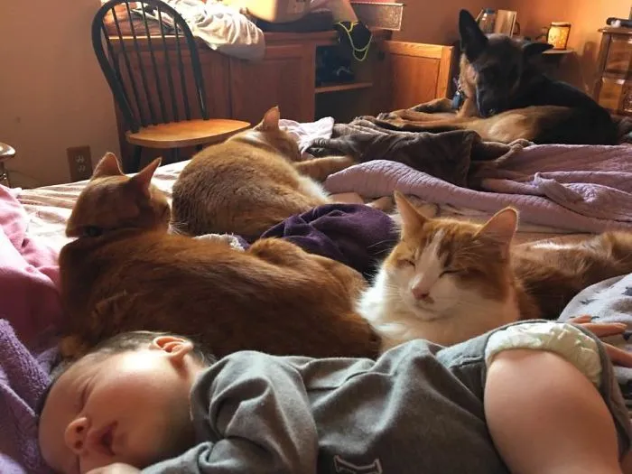 This Isn't Even All Of My Animals....missing One Dog, One Cat, And One Pig.