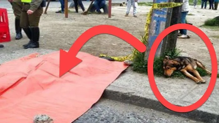 Dog Sat On The Road Beside A Pink Tarpaulin. When They Learned Why? I Cried