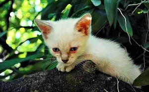 My Lemon Tree And My Kittens - Meu Limoeiro E Meus Gatinhos