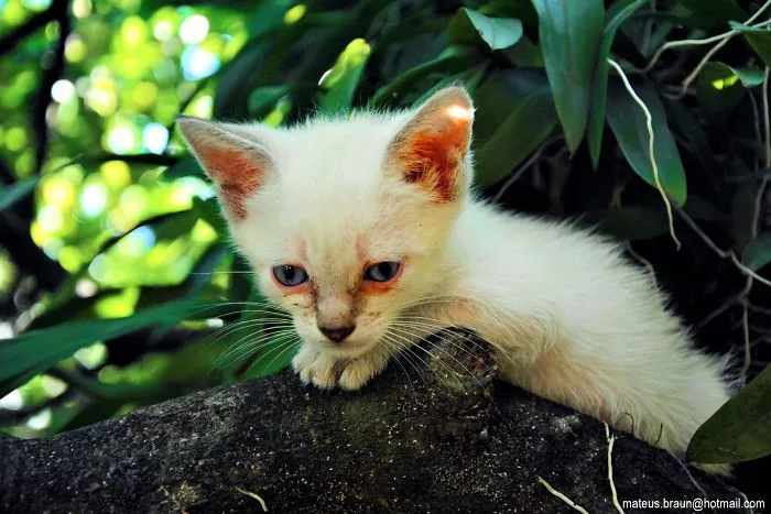 My Lemon Tree And My Kittens - Meu Limoeiro E Meus Gatinhos