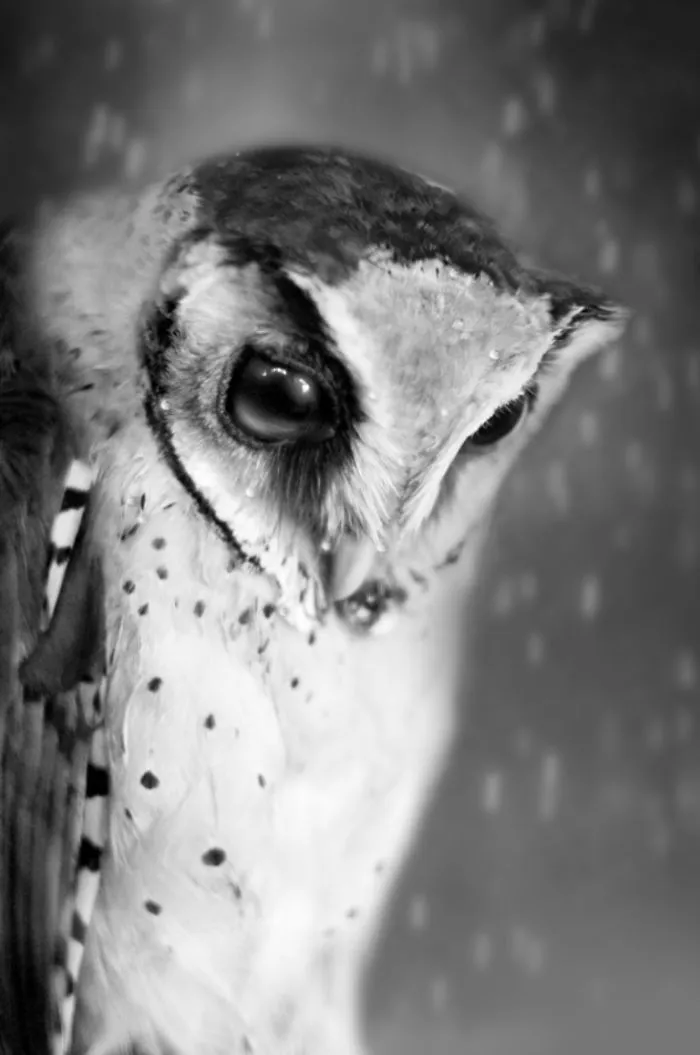 Watching The Raindrops