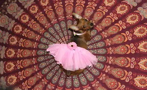 Maternity Photoshoot Of Little Chihuahua