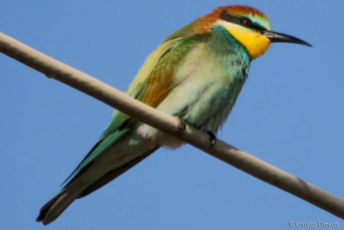 Merops Apiaster