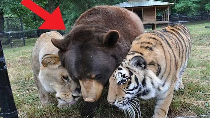 No Zoo Has Ever Put A Lion, Tiger And A Bear Together Until Now You Have To See This
