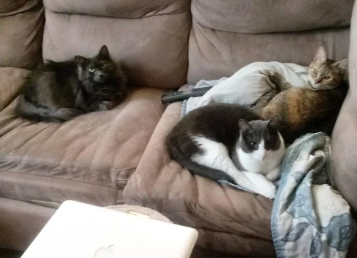 I Have 6! 4 Inside And 2 Out. The Baby Boy Is Missing.