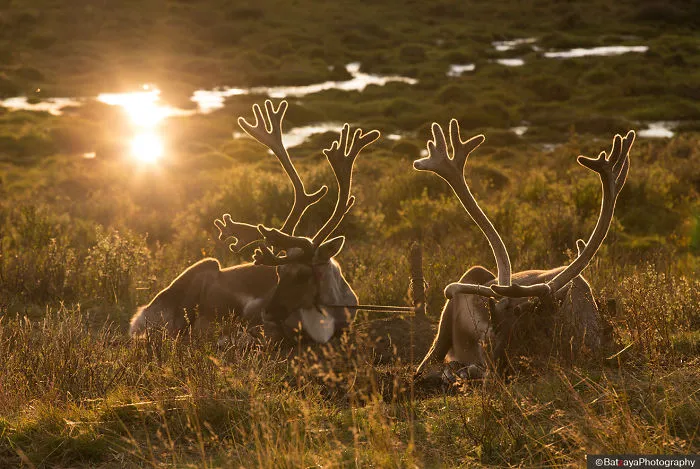I Took Photos Of Adorable Kids With Their Reindeer In The Remote Taiga Mountains Of Mongolia