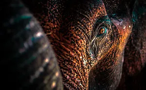 Photography With A Mirrorless Camera