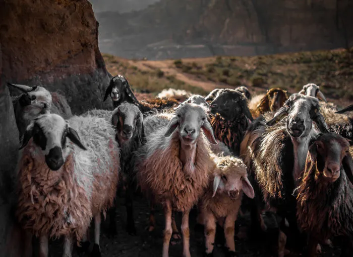 Photography With A Mirrorless Camera