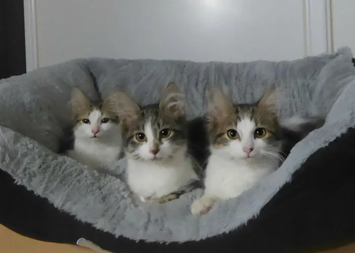 Siblings