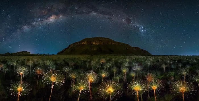 Nightscape 1st Prize | Papalanthus Wildflower And Milky Way, Brazil - Mario Cabral / Pna