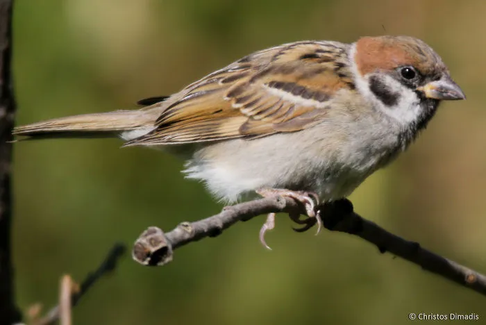 Passer Montanus