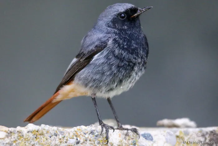 Phoenicurus Ochruros