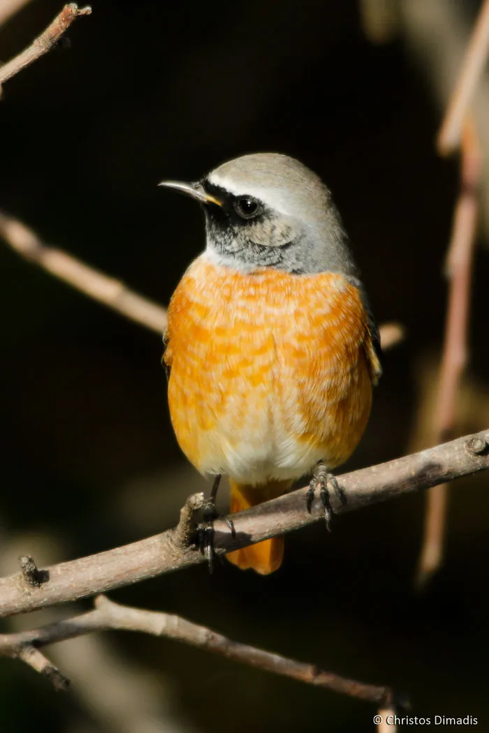 Phoenicurus Phoenicurus