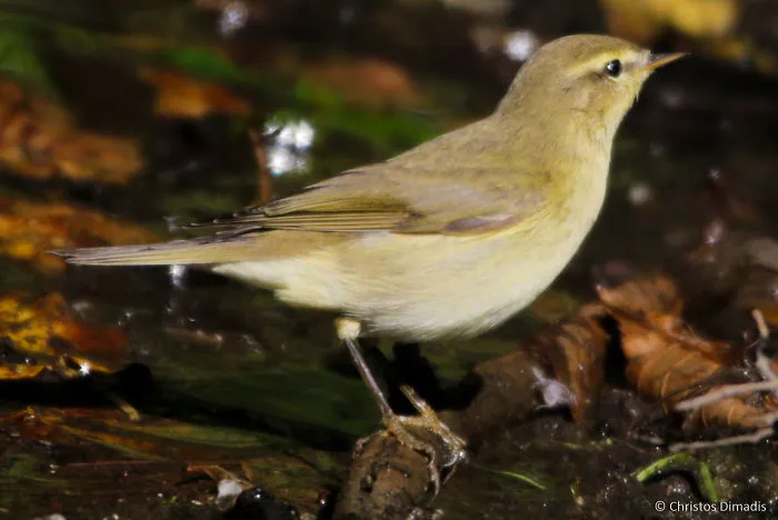 Phylloscopus Trochilus