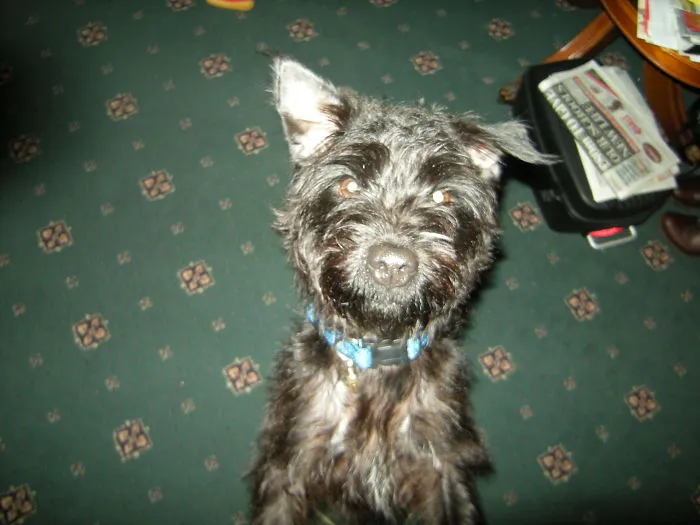 Scruff My Rescue (In So Many Way's) Ten Years Ago , She Is Now Dieing Of Spindle Cell Sarcoma - Realy Going To Miss Her.