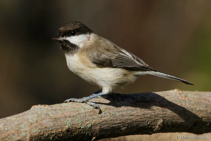 Poecile Lugubris