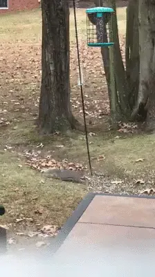 Use A Slinky To Stop Squirrels From Eating Bird Seed