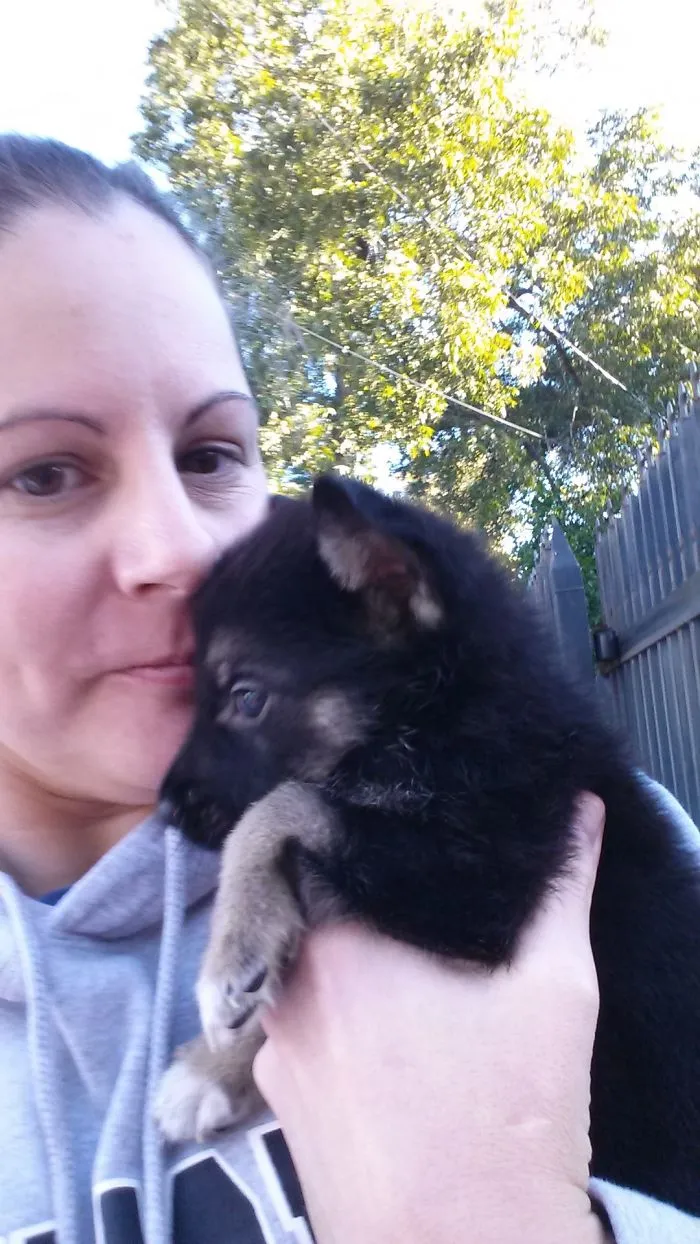 My German Shepherd Beastie-Butt At 5 Weeks Old.