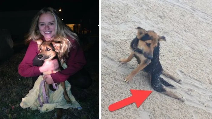 Dog Was Pulling His Hind Legs On The Beach Until This Girl  Decided To Save Him