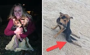 Dog Was Pulling His Hind Legs On The Beach Until This Girl  Decided To Save Him