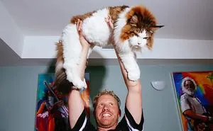 Samson The Biggest Cat In New York City