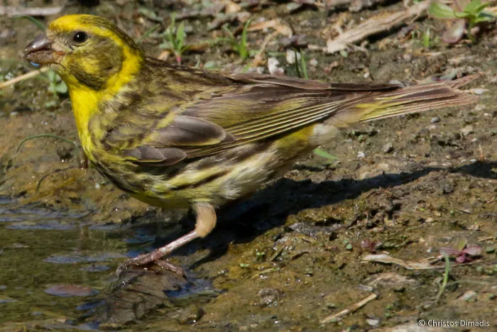 Serinus Serinus