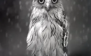 Photographer Captures The Hypnotising Beauty Of Owls In 30 Striking Portraits