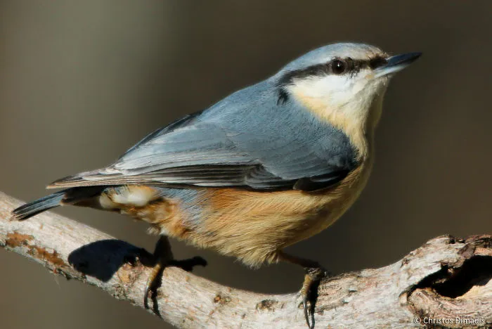 Sitta Europaea