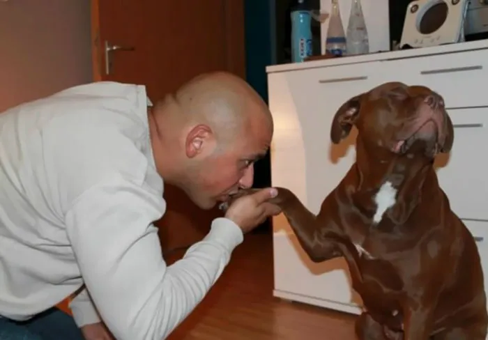 72 Spoiled Dogs That Live Better Than You Ever Will