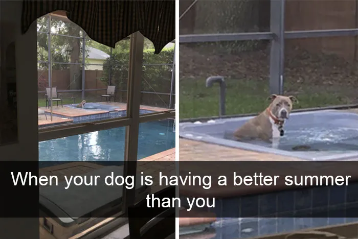 72 Spoiled Dogs That Live Better Than You Ever Will