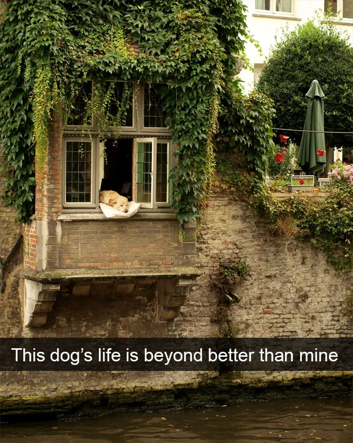 72 Spoiled Dogs That Live Better Than You Ever Will