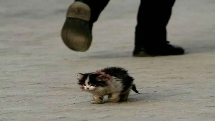 Story Of Ugly The Cat