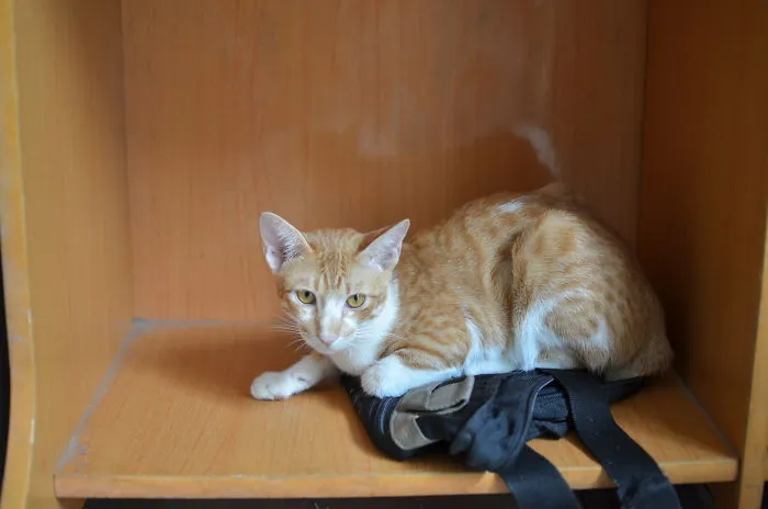 Cat May