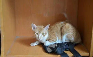 Cat May