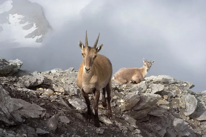 Ibex With Her Cub