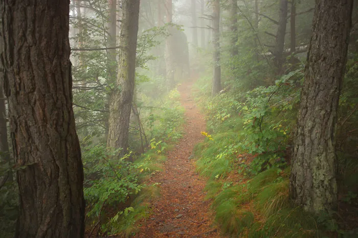 The Secret Path