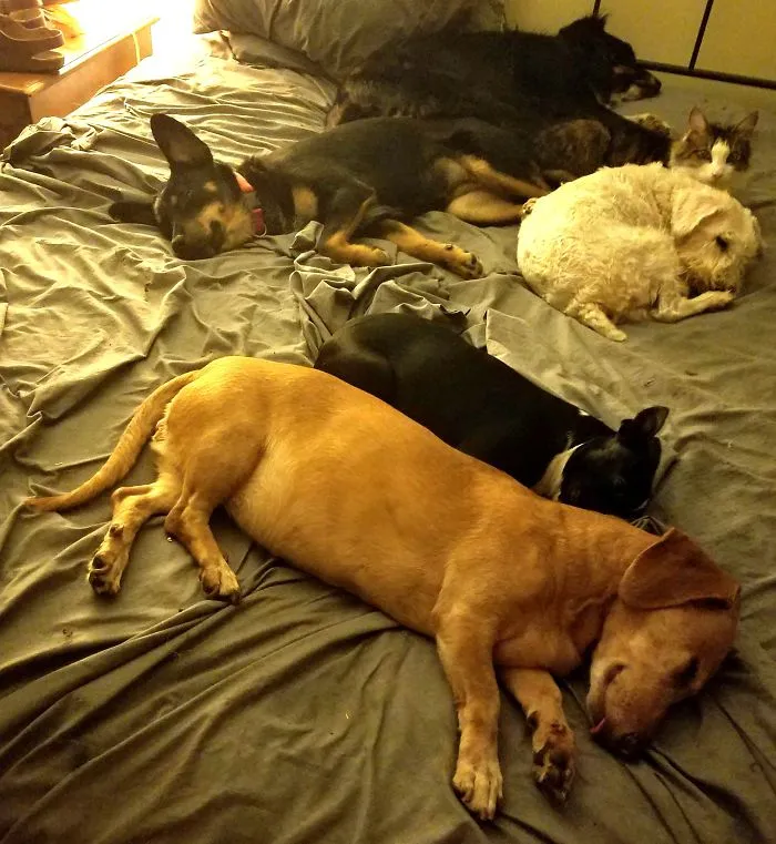 The Gang