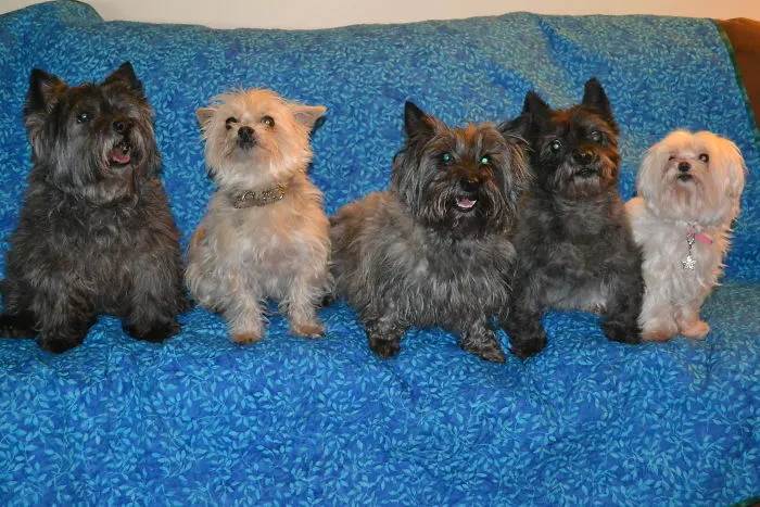 My Pack's Line Up!