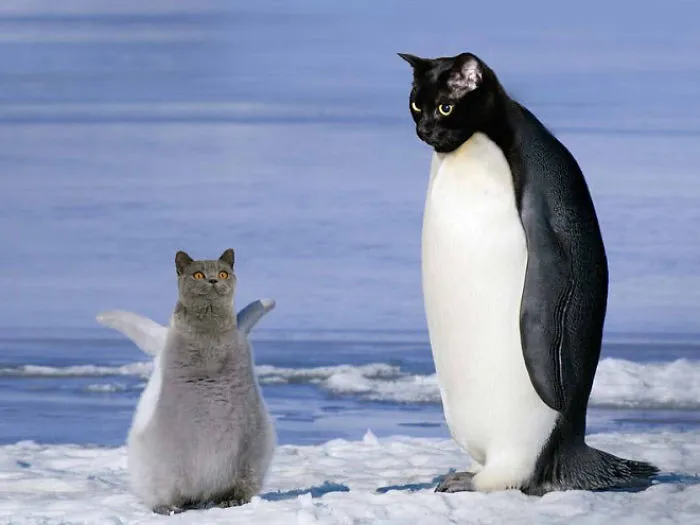 68 Unusual Cat And Bird Hybrids Bred In Photoshop (Add Yours)