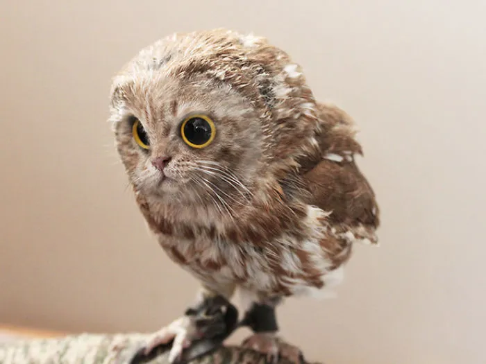 68 Unusual Cat And Bird Hybrids Bred In Photoshop (Add Yours)