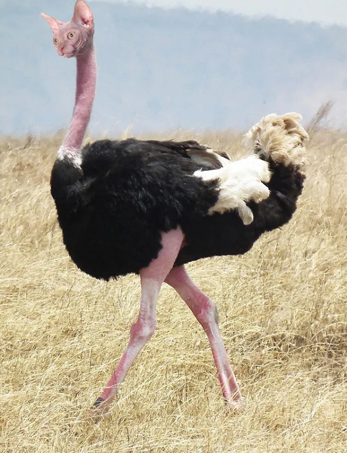 68 Unusual Cat And Bird Hybrids Bred In Photoshop (Add Yours)
