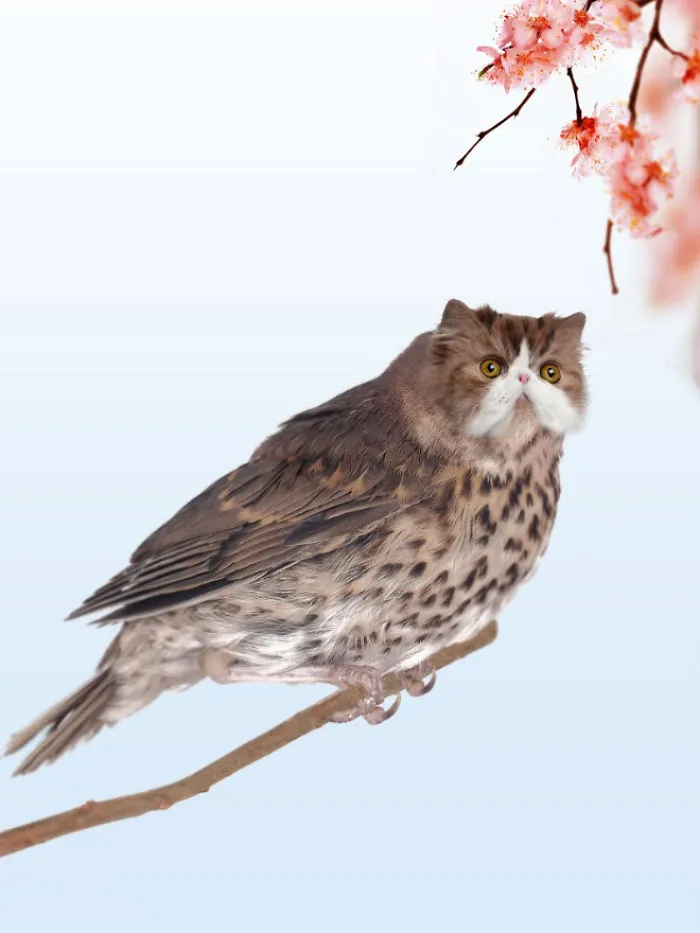 68 Unusual Cat And Bird Hybrids Bred In Photoshop (Add Yours)