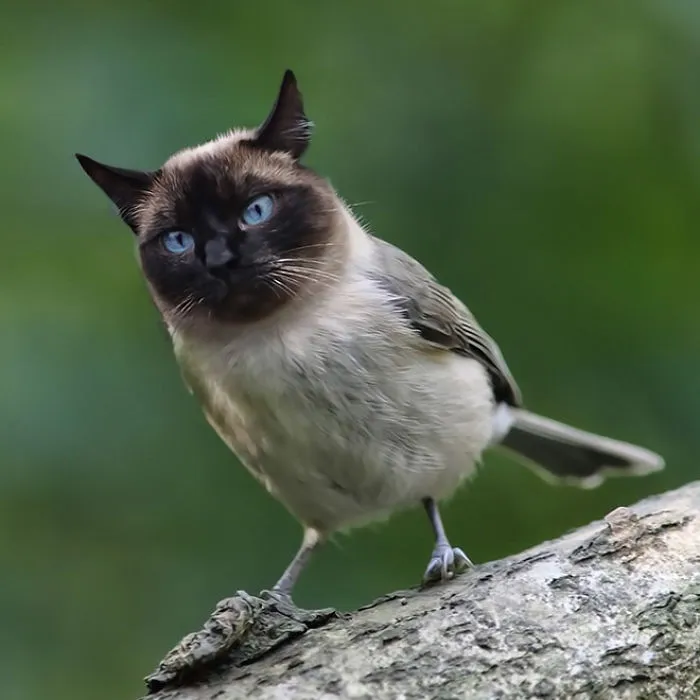 68 Unusual Cat And Bird Hybrids Bred In Photoshop (Add Yours)