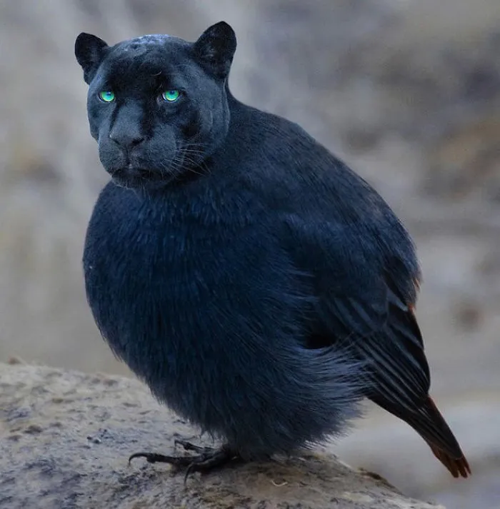 68 Unusual Cat And Bird Hybrids Bred In Photoshop (Add Yours)