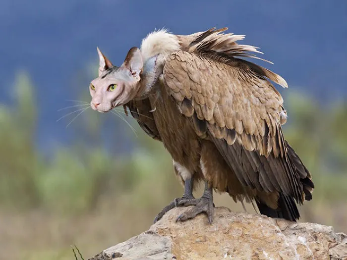 68 Unusual Cat And Bird Hybrids Bred In Photoshop (Add Yours)