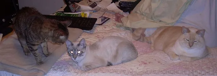 Three Spoiled Cats