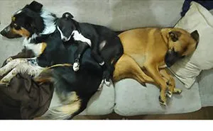 Pet Owners Who Have 3 Or More Pets, Share Your Pics With Us
